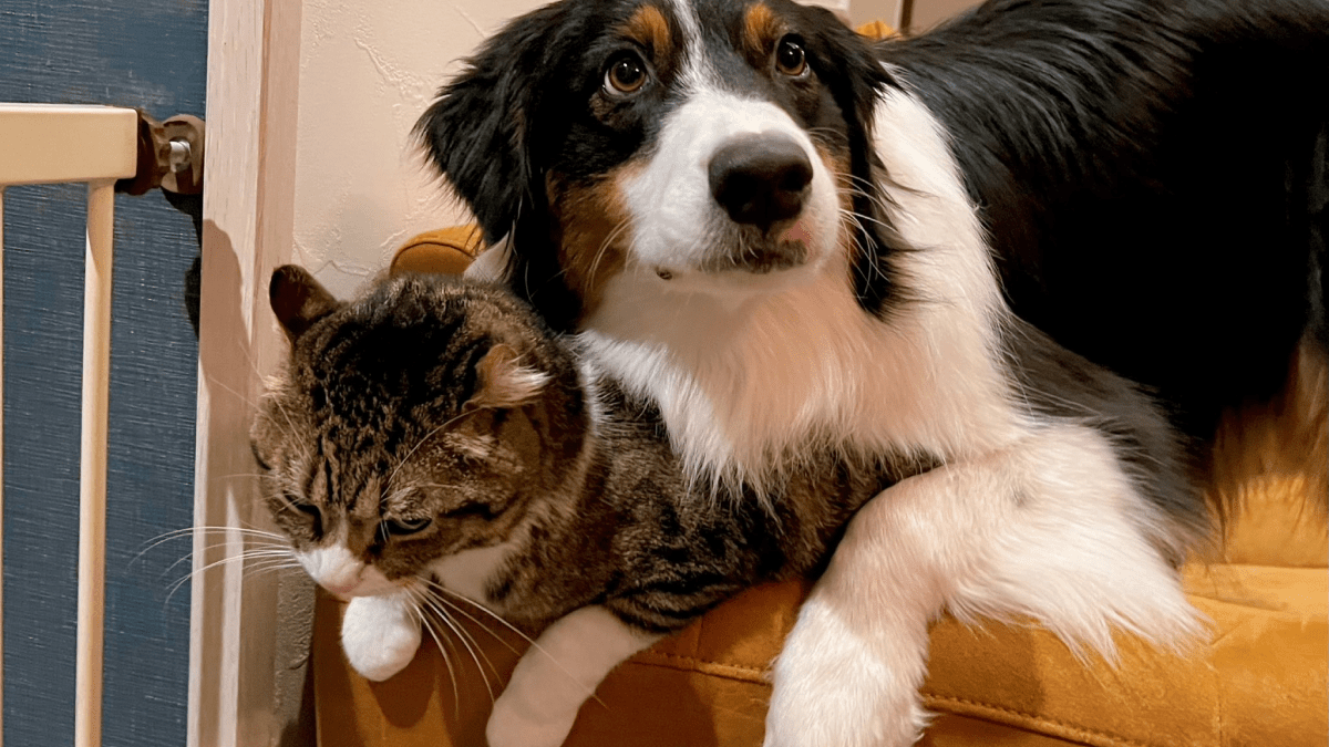 寒すぎて猫で暖を取ろうとするワンちゃん!! 猫のキウイくんと仲が良すぎるカイルくんを紹介!!