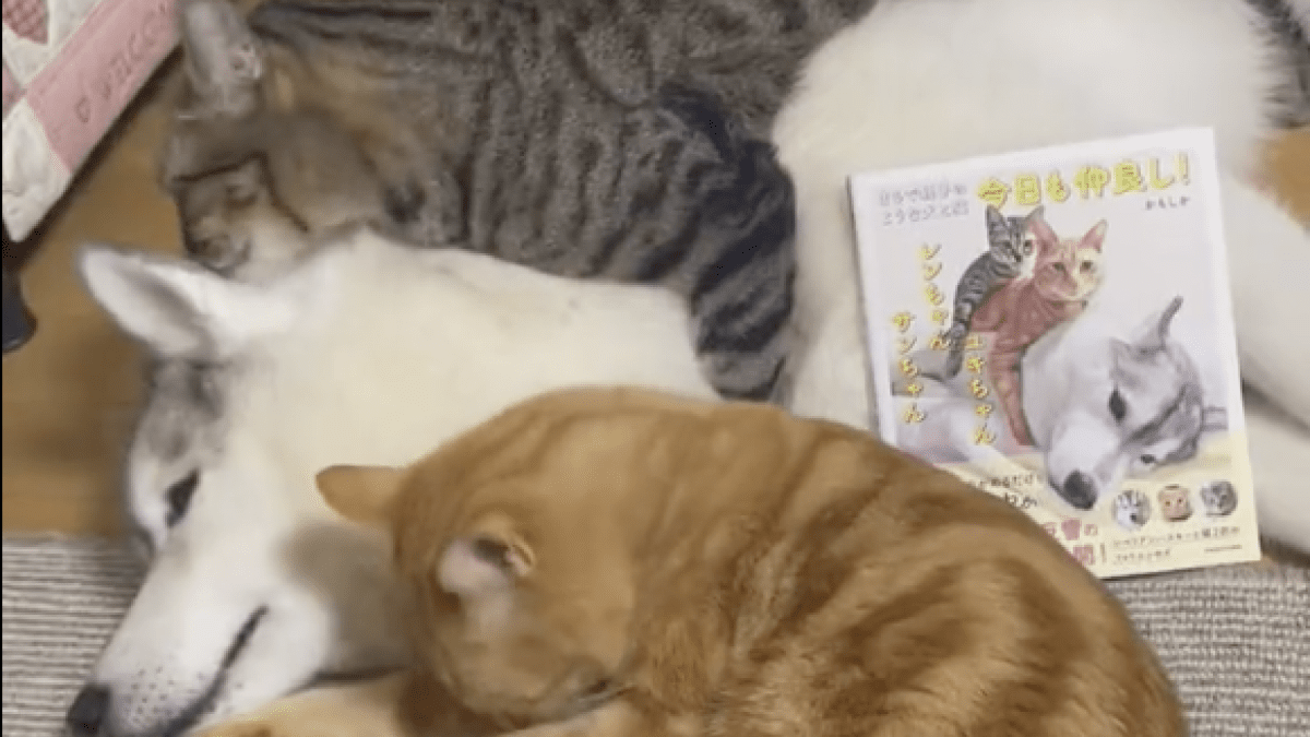 犬と猫の幸せな二度寝に癒される人続出中! かわいすぎて涙する人も?! Twitterで話題の犬猫トリオのフォトエッセイ本も発売中!!