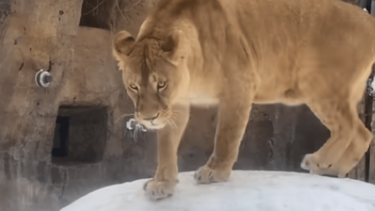 Youtubeで人気の旭山動物園で暮らすライオン一家がつるつる石で遊んでいる動画を紹介!!