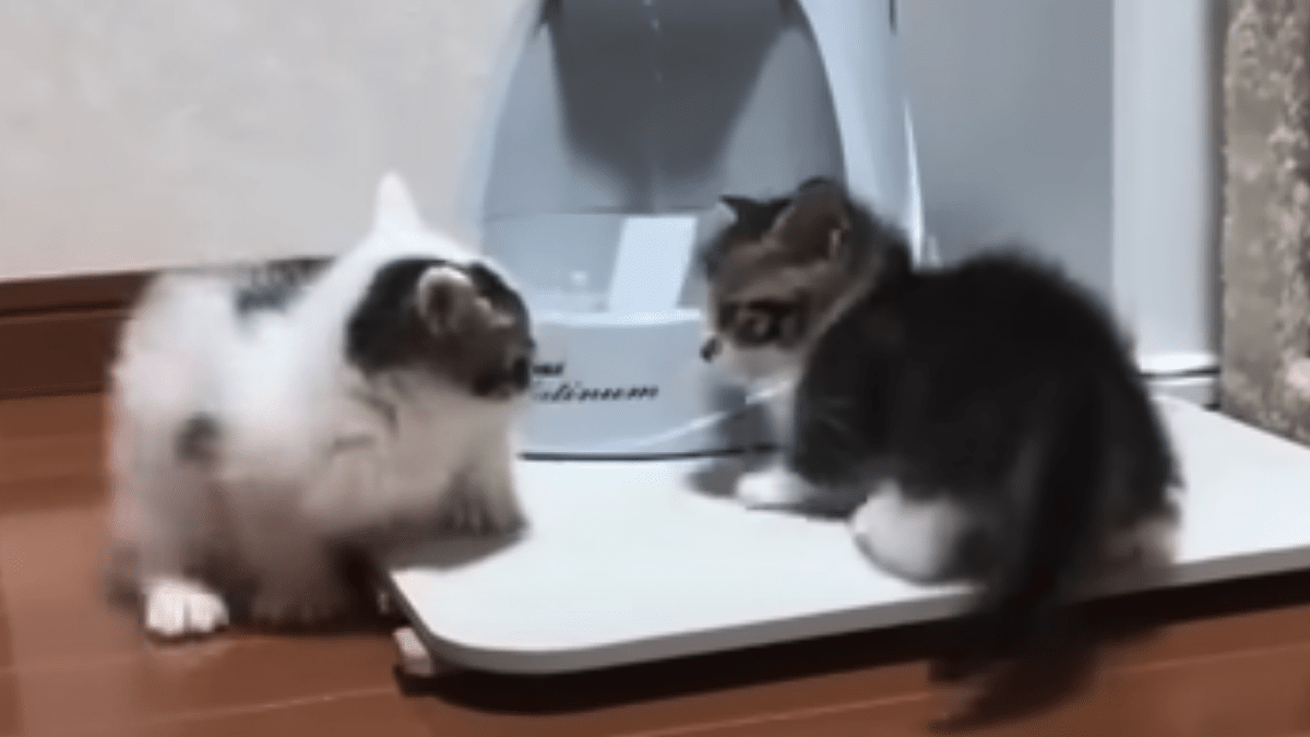 「世界一(足が)短いケンカをする子猫」の動画がYouTubeで人気が急上昇中!