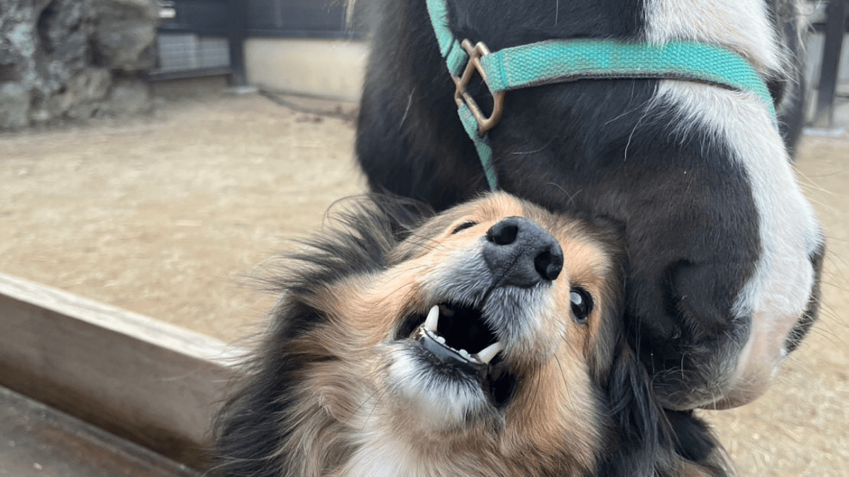 馬が犬をハムハム……「た、食べられてる!?」いえいえこれは愛情表現です!