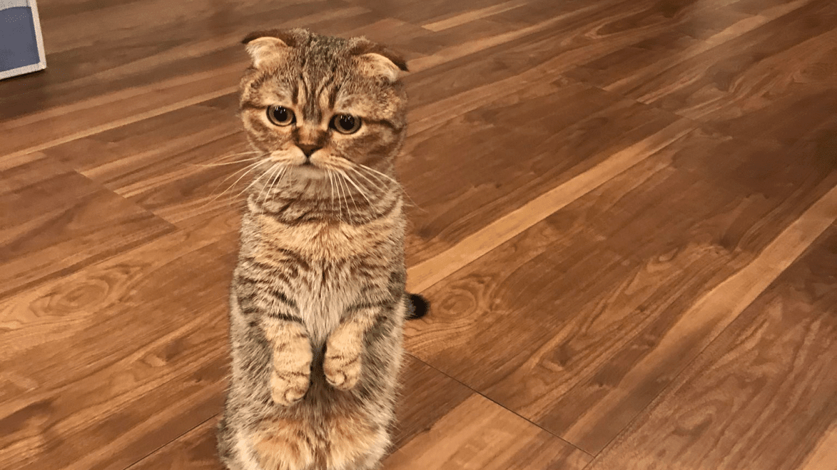 猫「今日は嫌いなご飯カモ……」飼い主が用意するご飯に「不満そう」な表情を見せる猫が話題に!?