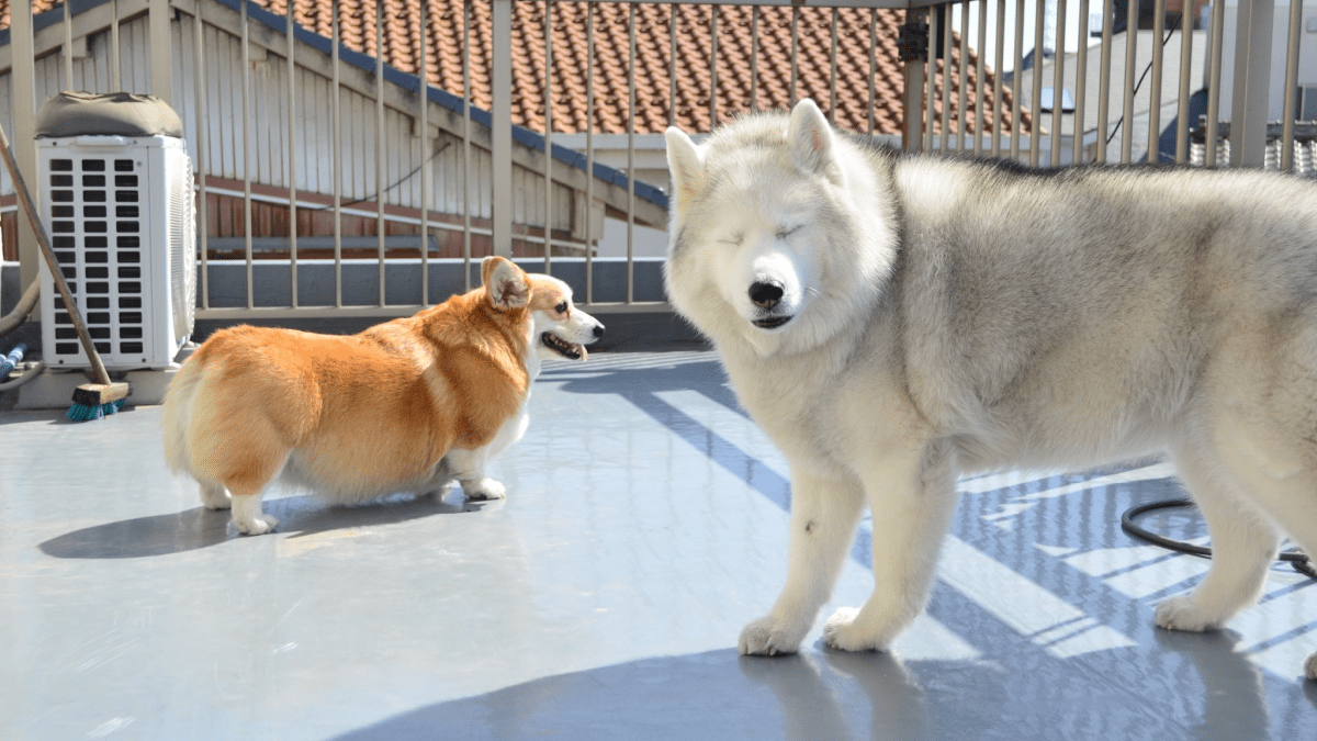 犬「おねえーちゃーーん」はしゃぐコーギーと迷惑そうなハスキーが可愛すぎる‼︎