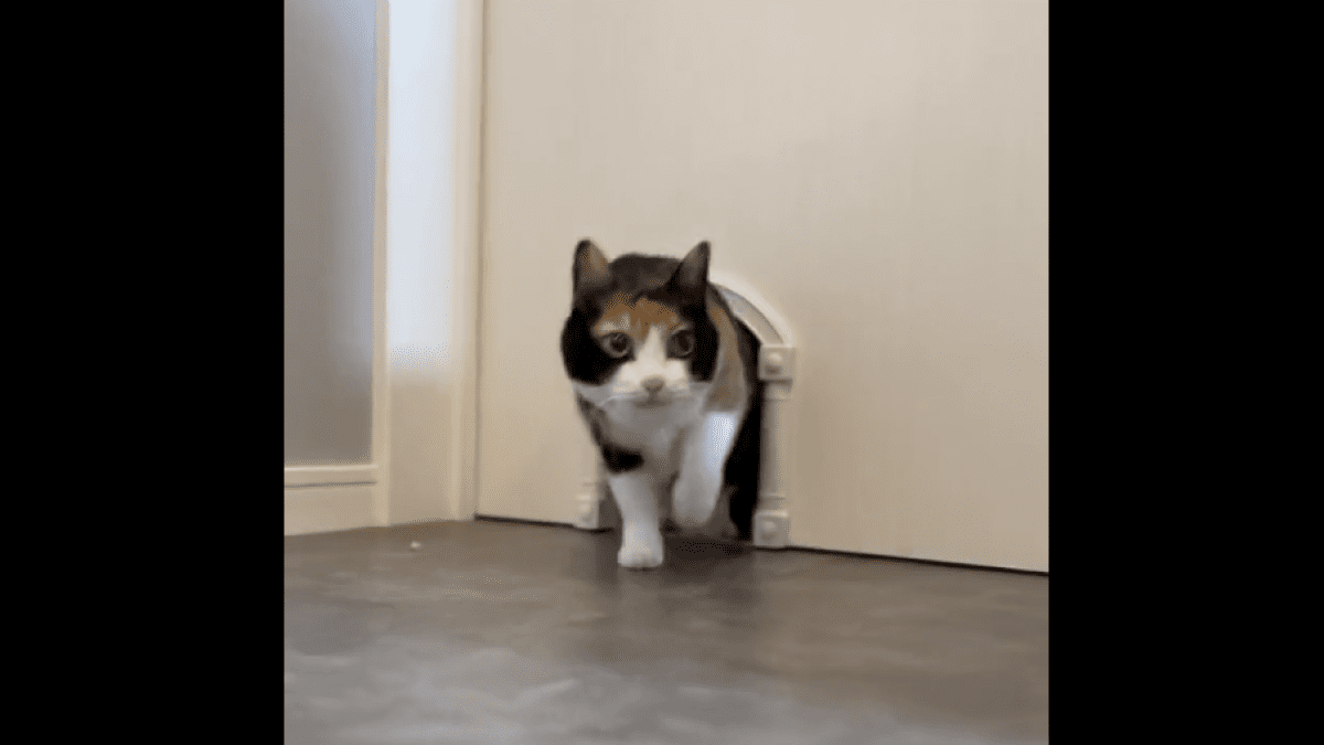 【どこでもドア!?】猫生成ドアからゾロゾロ出てくる猫が可愛すぎるwww