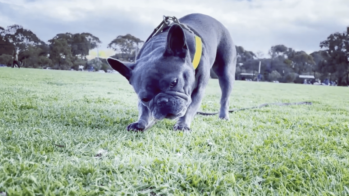 【感動】「愛犬を人に2週間預けたらどうなった？」オーストラリアでフレブルと暮らす動画が大人気!!