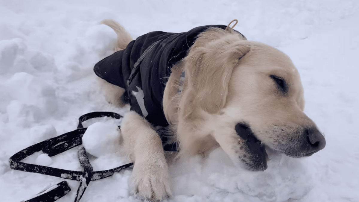 大雪にハイテンションモード⁉︎ おちゃめなゴールデンレトリバーがキュートすぎる‼︎