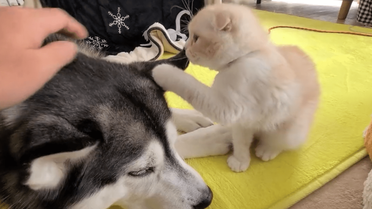 【爆笑】犬を撫でていたら猫が突然寄ってきて…!? 「「一緒に撫でた」」Twitterで話題の投稿をご紹介!