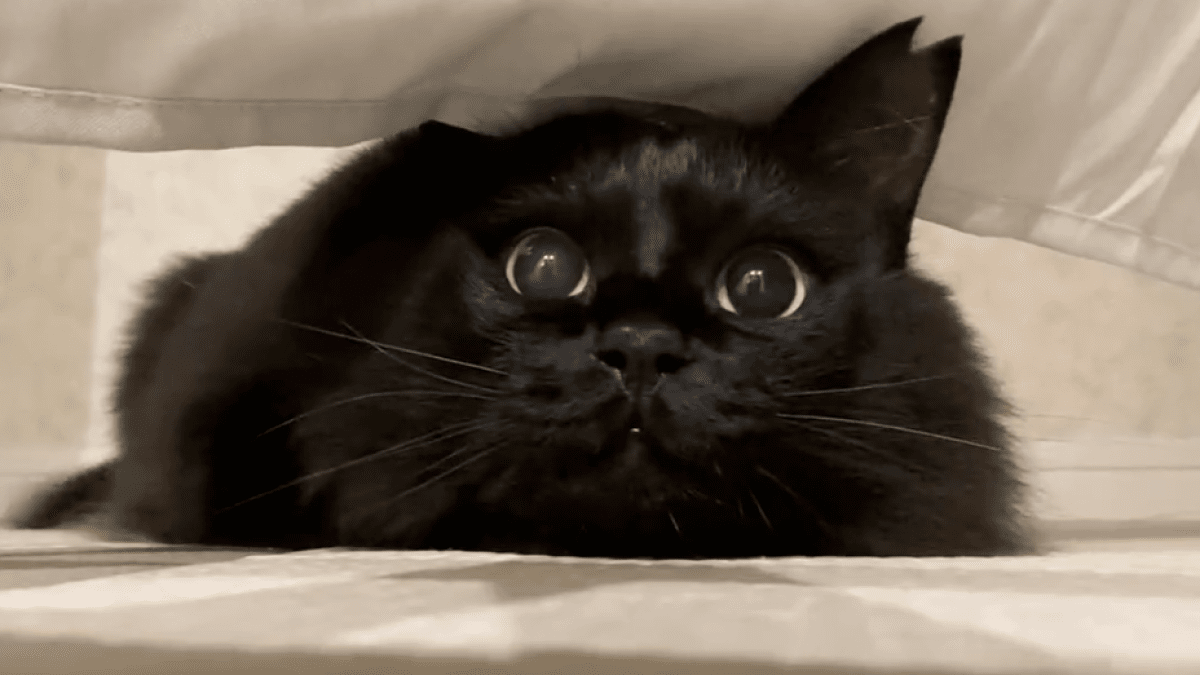 まるでベイビー!? 遊んでいる時の顔が可愛すぎる黒猫を紹介!!
