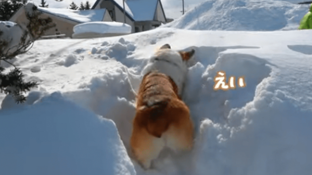 犬「絶対に負けないぞ‼︎」雪山に挑んでみるコーギーの小太郎くんが可愛すぎる‼︎