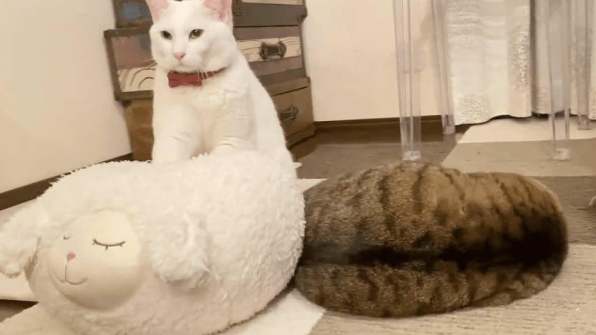 【爆笑】ツイッターに現れた巨大ナマコ⁉ 愛猫の寝姿が絶賛バズり中‼