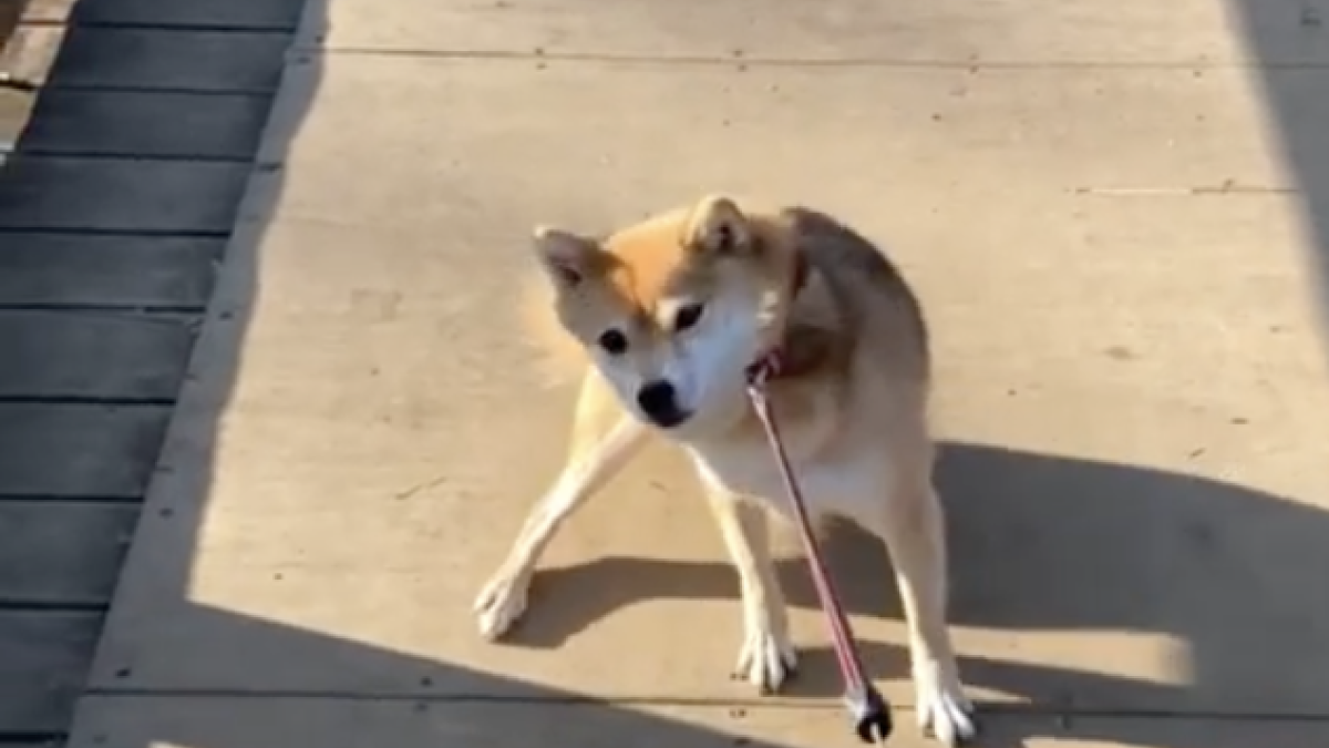 犬「イヤッ…イヤッ…」 拒否の仕方が可愛すぎる柴犬が話題にwww