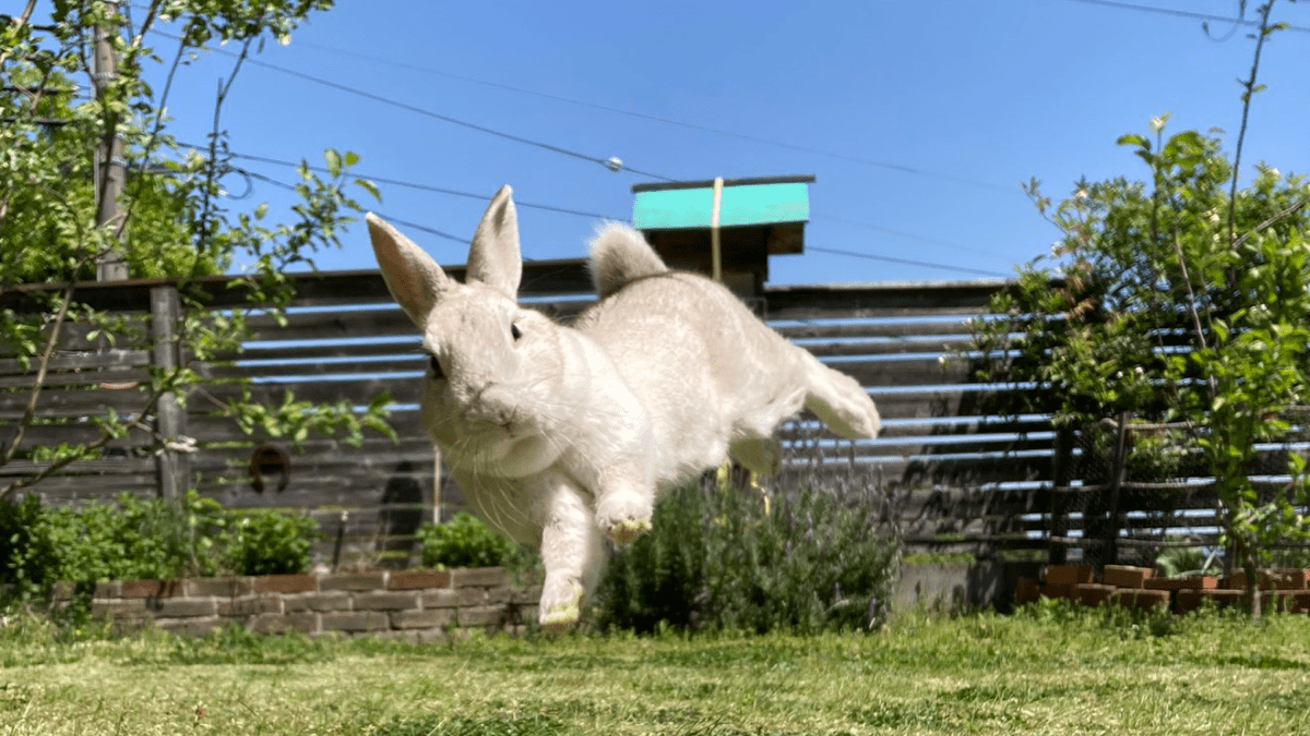 【真のウサギ】保護うさぎが空中をピョーン‼ 走って跳ぶ姿が話題にwww