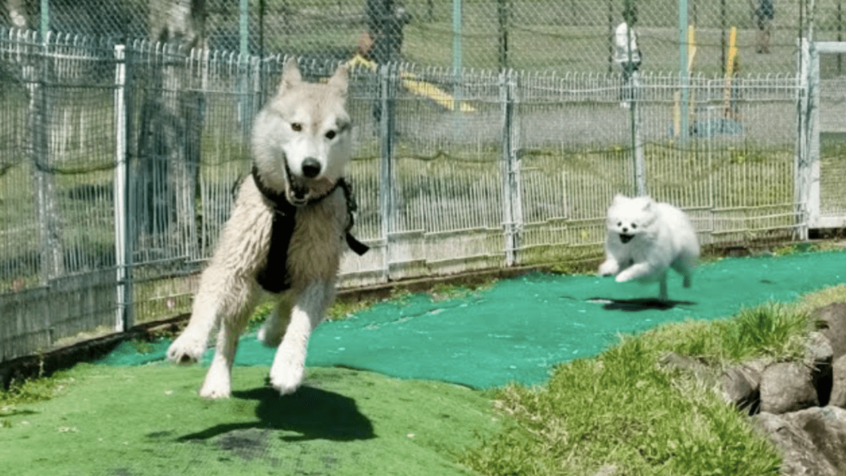 【爆笑】叫ぶ小型犬に追いかけられ全力で逃げるハスキー犬が面白すぎると大評判www