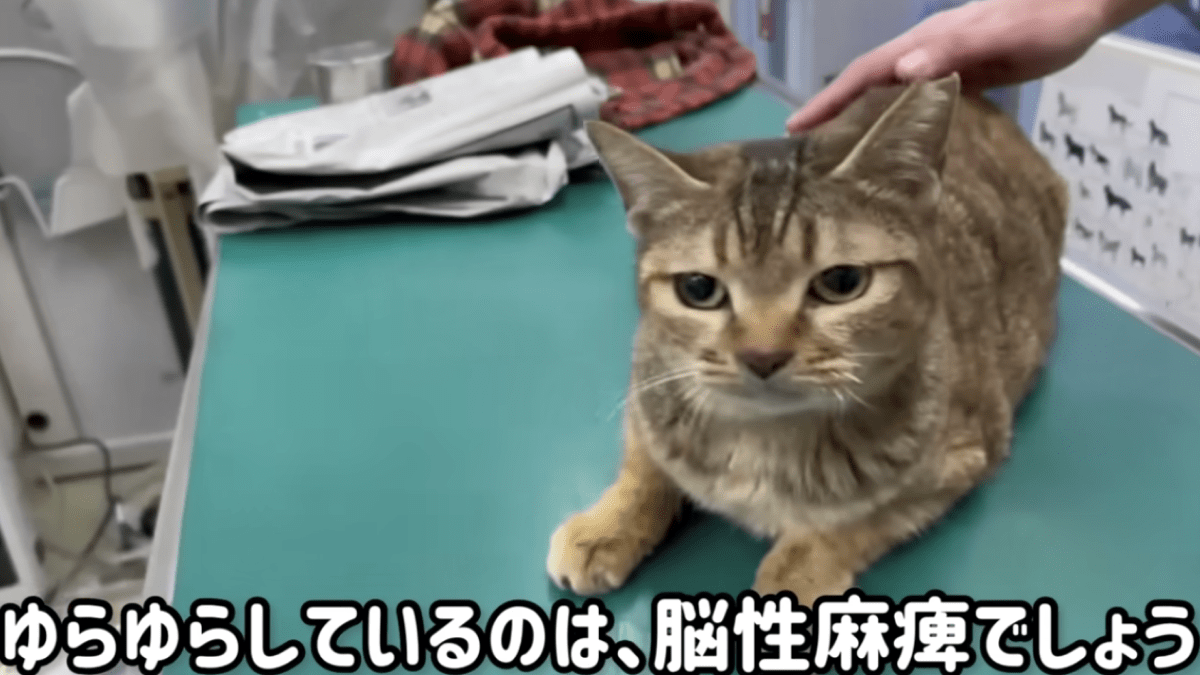 【感動】家主は夜逃げ。置き去りにされた捨て猫。「下半身不随の猫」が見せた母性本能とは・・・？