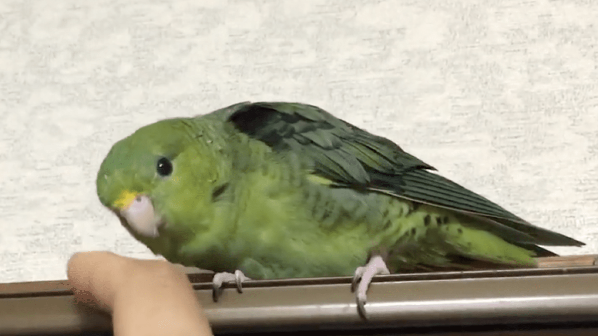 「違う、そうじゃない」インコが甘えたら・・・こうなったが？