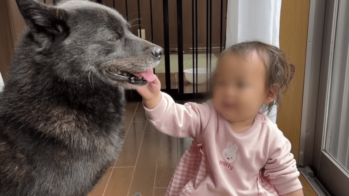 【悟り】優しいワンコに子供がヤバい要求をしたら・・・こうなった。