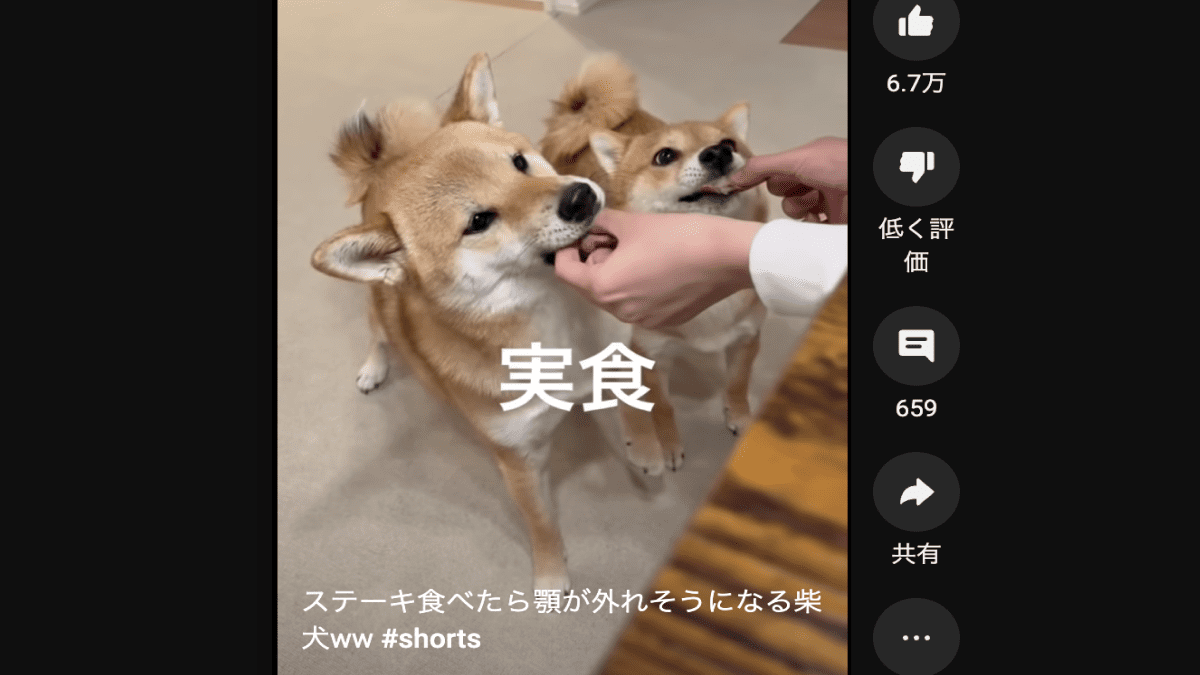 【爆笑】ステーキ食べたら顎が外れそうになる柴犬が話題にwww