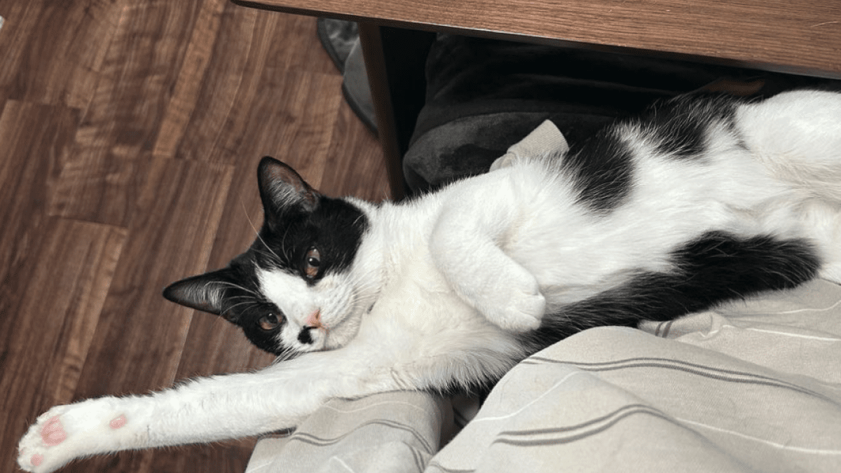 【衝撃】予想外な動き!! 保護猫が見つけた驚きの遊び方とは・・・？