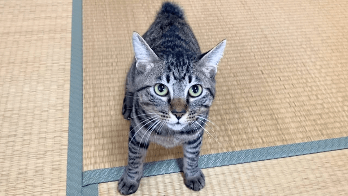 狂暴化し襲い掛かってくる子猫のふくちゃん！飼い主のことが大好きな猫ちゃん達が可愛すぎる！