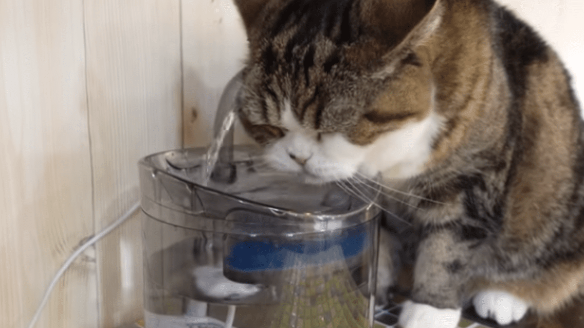 【視聴回数急上昇】猫が給水機で水遊びした結果・・・こうなった。