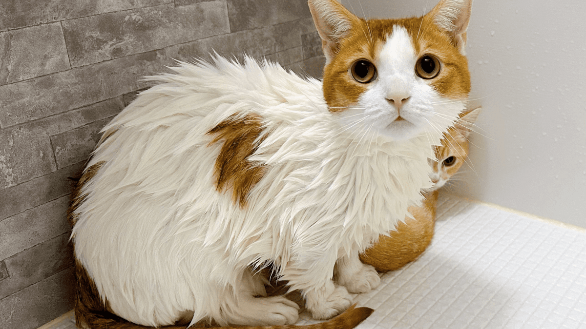 【衝撃】自ら浴槽にダイブした猫と、「嘘だろ…」という表情で見守る猫が話題にwww