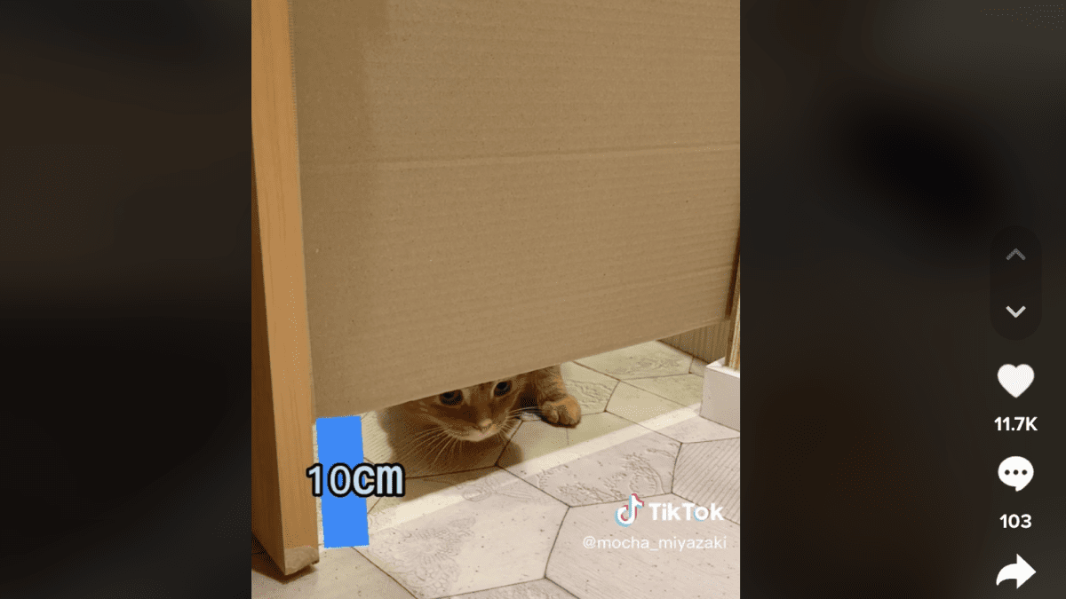 【猫カフェMOCHA】ネコは何cmまで平べったくなれるのか? チャレンジの結果は…!?
