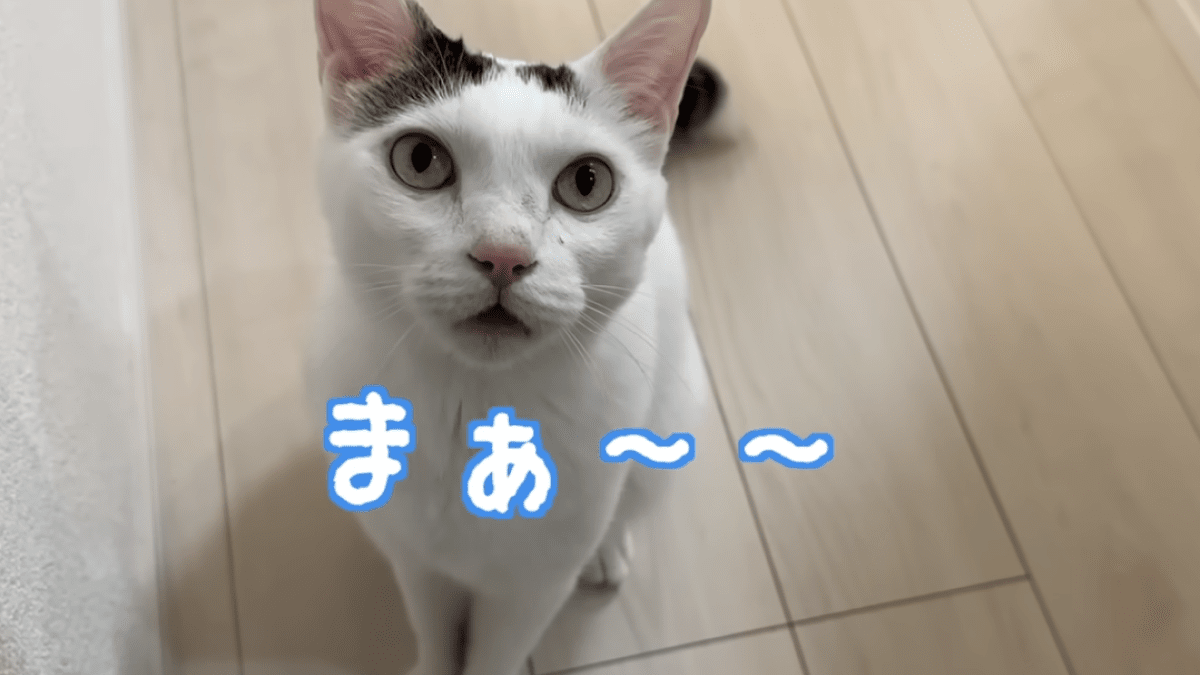 猫「ママが来るまで待つニャ!」飼い主が寝るまで待ってくれる猫が可愛い過ぎる…