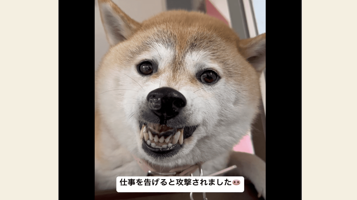 犬「仕事に行かないでー!!」仕事と聞くと怒るわんちゃんが話題!! “アレ