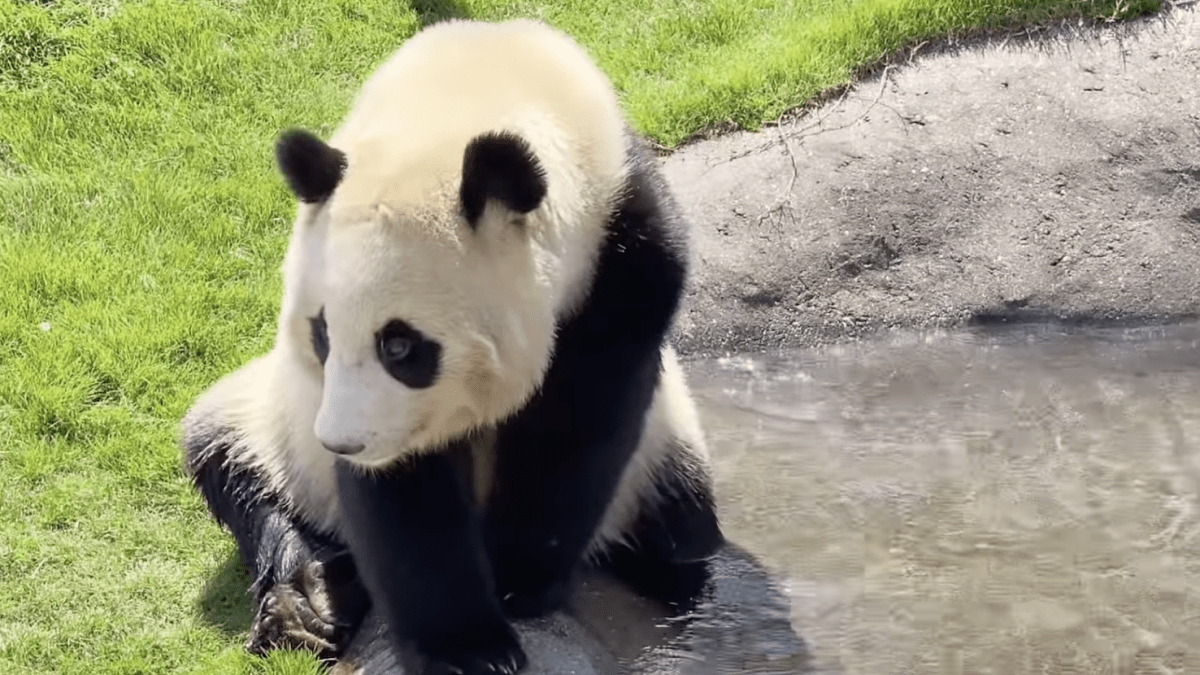 【楓浜】暑くてたまらないパンダが起こした行動に一同驚愕www