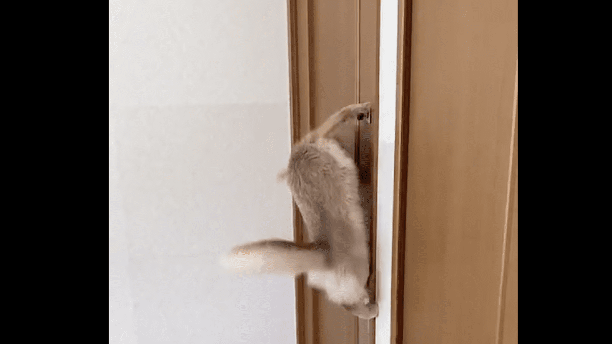 【衝撃】まるでリス!? ご飯を待ちきれず壁を走る猫ちゃんが話題にwww