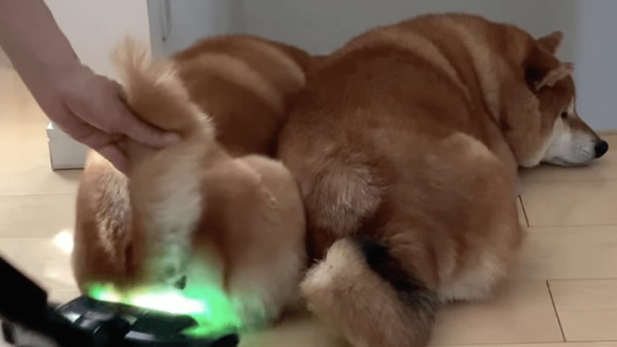 「そんなのアリ?www」動かざること山の如し⁉︎ 掃除機を絶対避けない柴犬が可愛すぎる‼︎