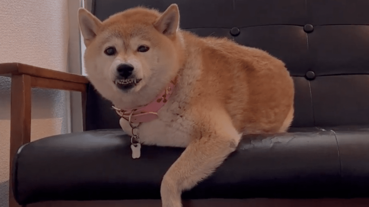 犬「仕事に行かないでー!!」仕事と聞くと怒るわんちゃんが話題!! “アレ”で機嫌が直るらしいwww