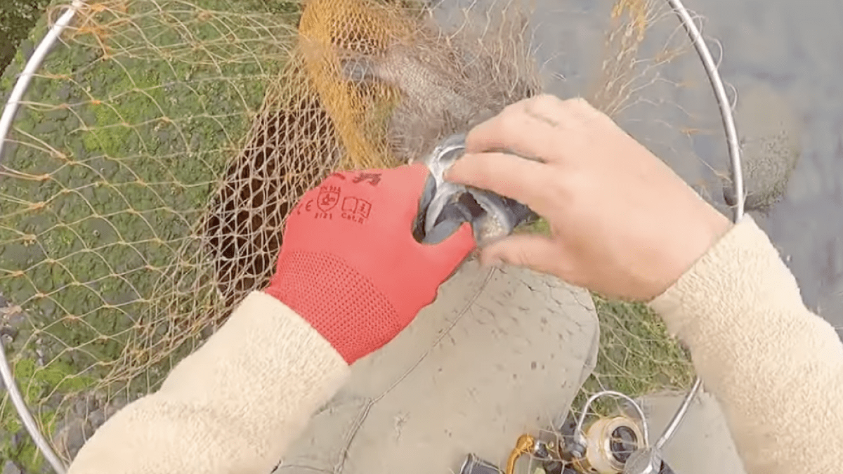 【釣り】面白いほど釣れる!? カニの泳がせ釣りとは・・・?