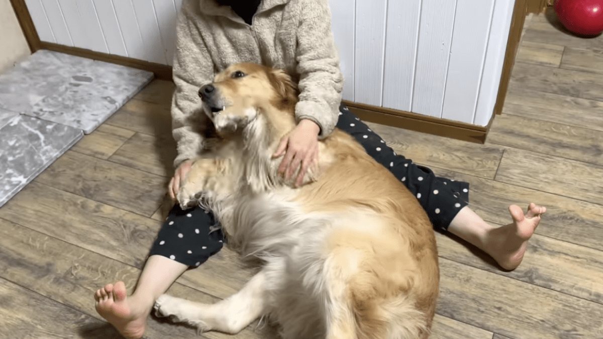 【え？！】“人間の子供のつもり”な大型犬、あまりにも感情が分かりやすすぎて話題にwww