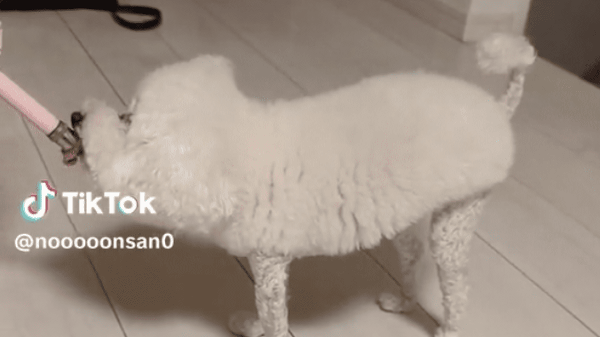 【え?!】「まるで羊のショーン?!」フォルムが可愛すぎるプードルが今話題!!