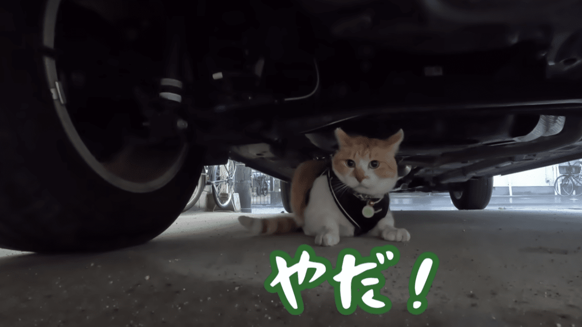 【緊急】雷が怖くて車の下に逃げ込む猫!!  どうやって救出するのか?!