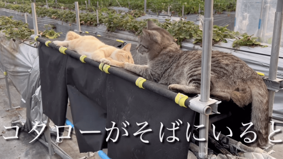 【感動】イチゴの観光農園で飼われている“農家猫