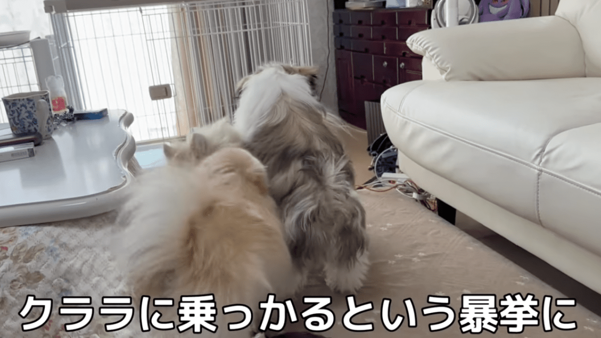 【爆笑】ナメた態度をとる後輩犬にキレて襲いかかる先輩犬が話題にwww