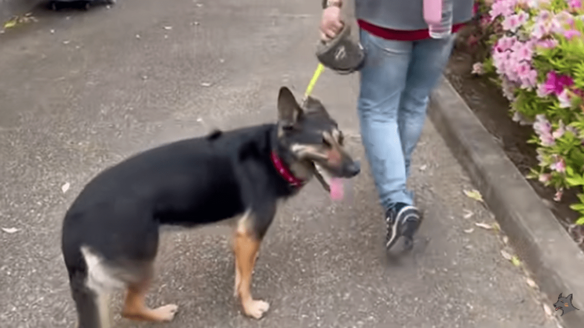 【感動】「愛犬の夢を叶えた!!」“元警察犬