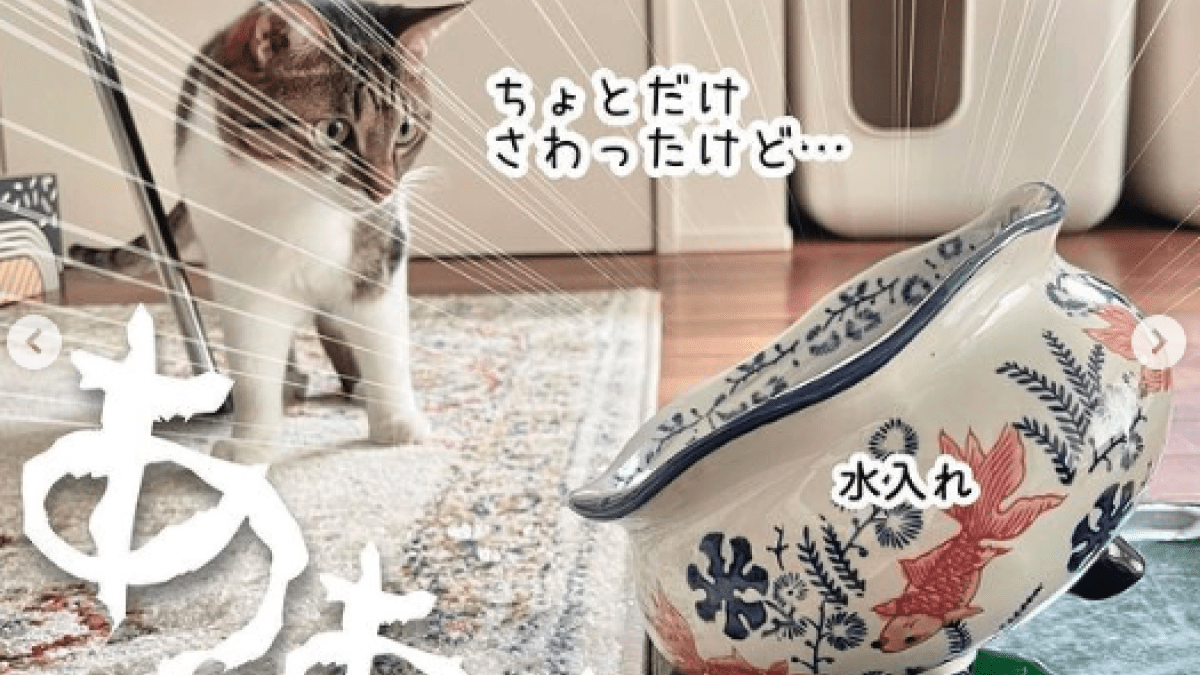 【絶叫】元保護猫5匹と暮らすやばい一週間とは!? 思わず叫びたくなる投稿が話題に