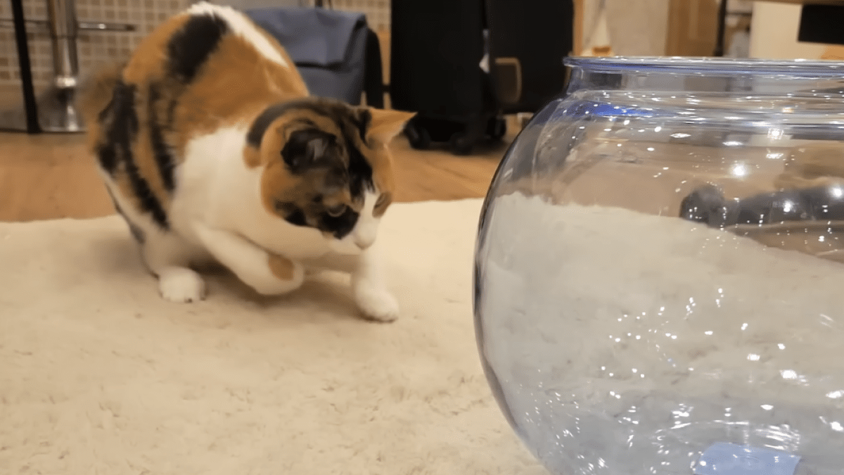 【vs金魚鉢!?】未知のお土産に困惑する猫ちゃんたちが可愛すぎるwww