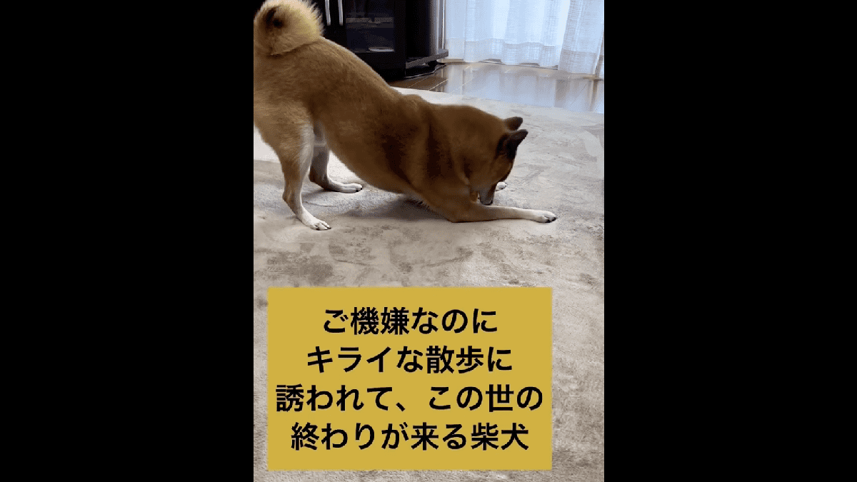 【衝撃】「信じられない……」お散歩が嫌いな柴犬の行動がまさかすぎるwww　