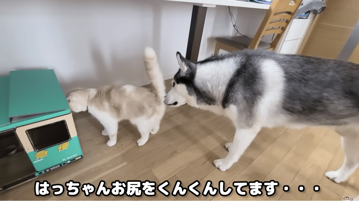 【衝撃】アレがついた猫のお尻を嗅いだら・・・犬がこうなりました。