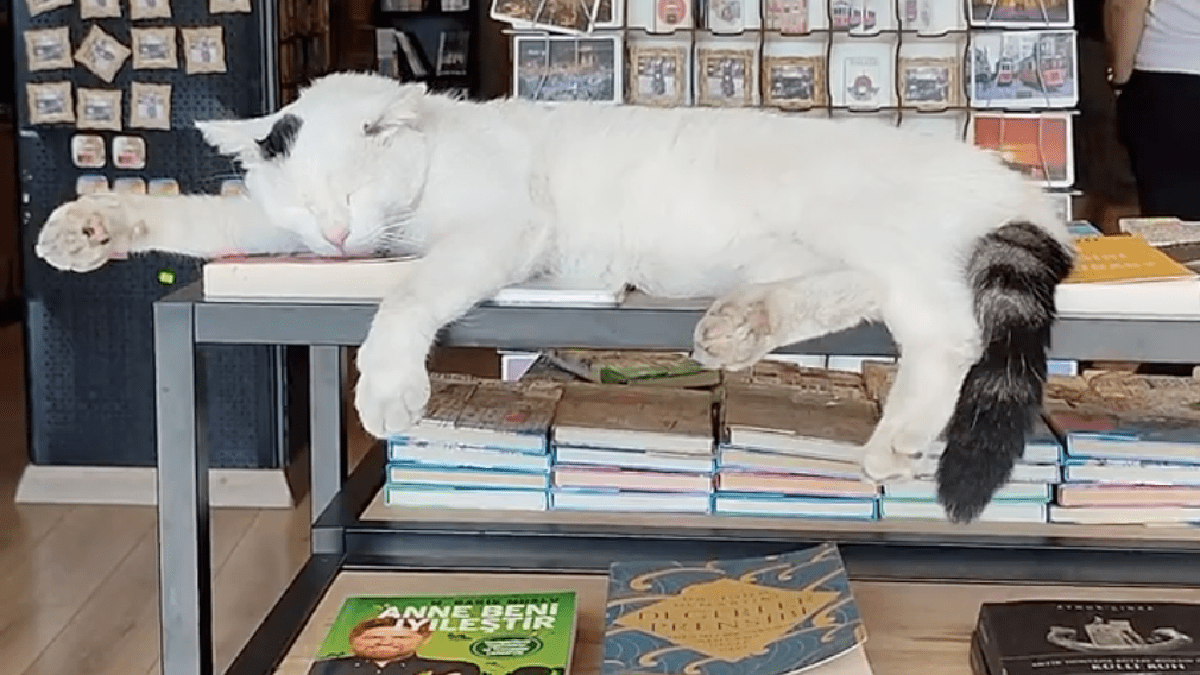 【猫天国】街中が猫まみれのイスタンブールは