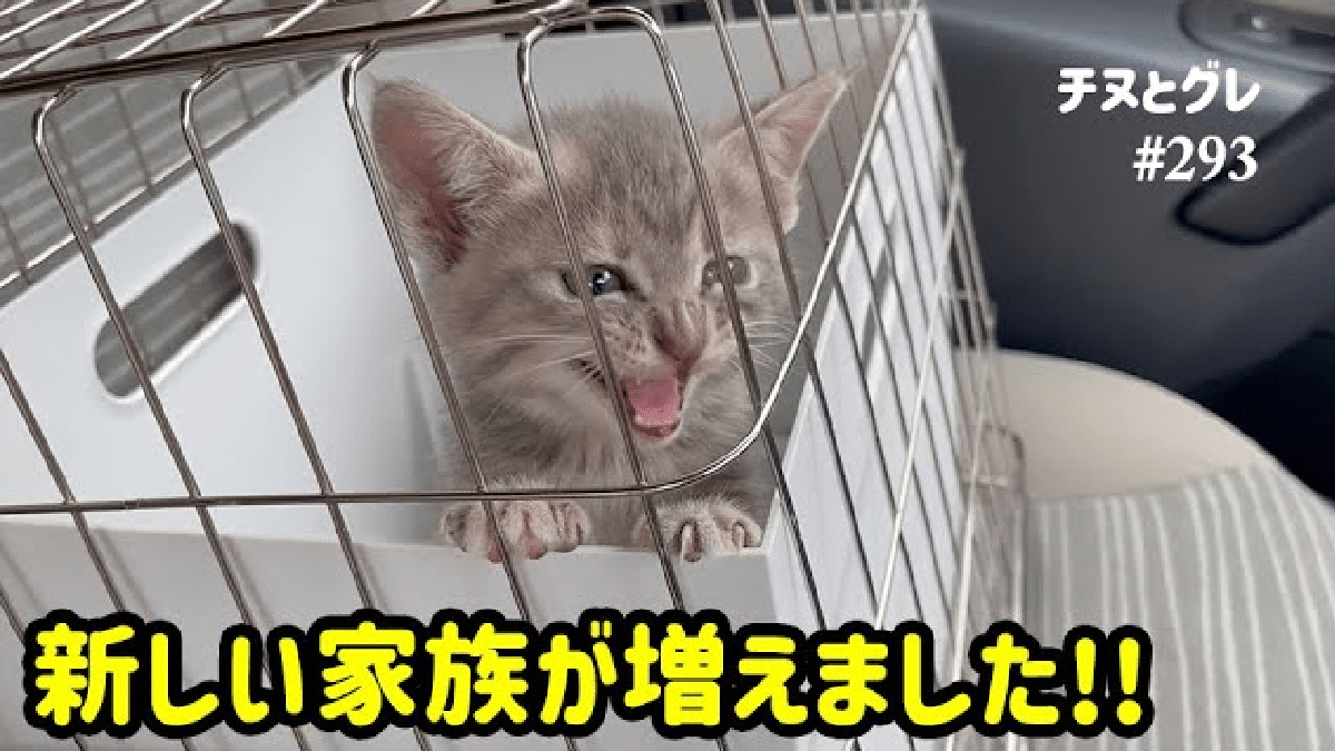 【萌え】新入りの子猫のことが気になる白黒姉妹猫がかわいすぎる…！