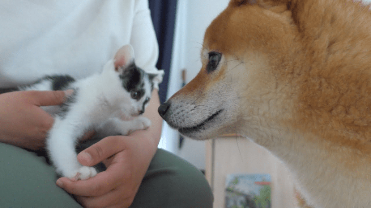 【衝撃】子猫と初対面した柴犬ハチ、まさかの行動に出る・・・