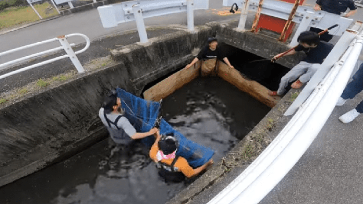 【唖然】巨大魚出現?! 20年以上放置されているドブ川を通せんぼしたら…