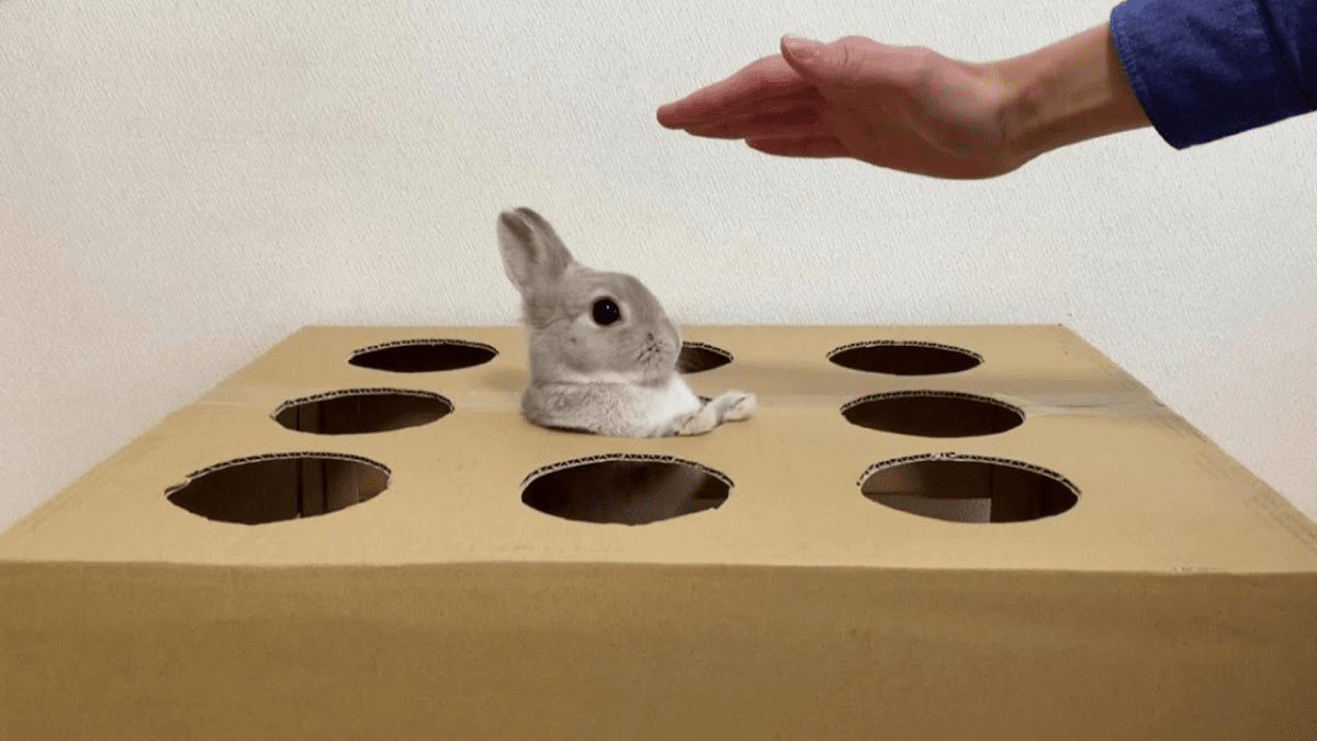 【尊い】穴から飛び出してくる“うさぎ”をいかに「早く撫でるか」試した結果www