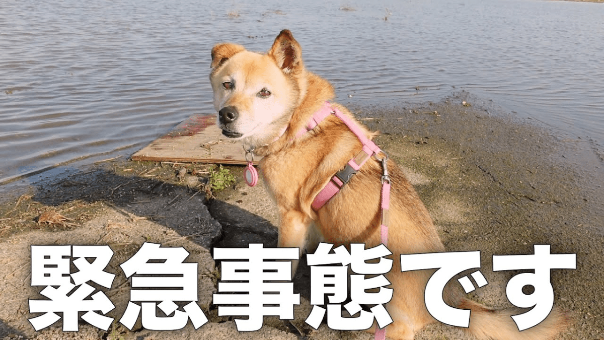 【衝撃】お散歩コースが「冠水していた時」に見せた犬の反応がコチラwww