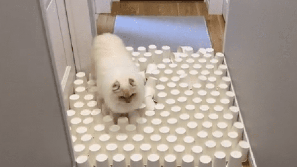 【衝撃】猫は障害物を避けるのが上手い？実は・・・そうでもなかったwww